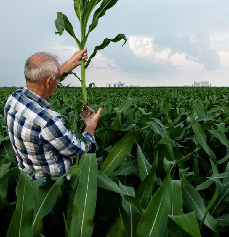 maize