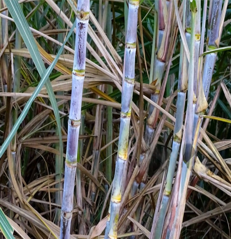 sugarcane